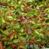 Aronia × Prunifolia 'Brilliant' -Herbalife Shop pl2000043071