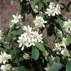Amelanchier Alnifolia 'Obelisk' (PBR) -Herbalife Shop pl2000043110