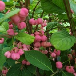 Euonymus Phellomanus -Herbalife Shop pl2000043114 card2 lg