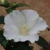 Hibiscus Syriacus 'William R. Smith' -Herbalife Shop pl2000043115