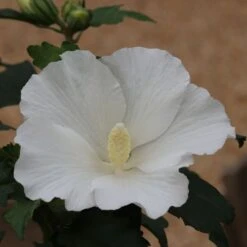 Hibiscus Syriacus 'William R. Smith' 7 Hibiscus Syriacus 'William R. Smith' -Herbalife Shop pl2000043115 card3 lg