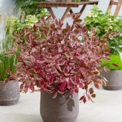 Cornus Alba Miracle ('Verpaalen2') (PBR) -Herbalife Shop pl2000043130 card2 lg