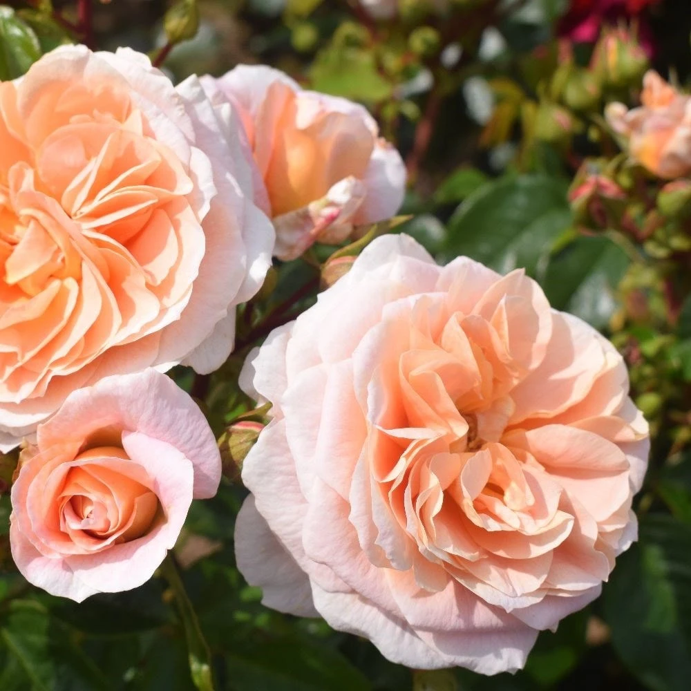 Rosa It's A Wonderful Life ('Dictwix') (PBR) 4 Rosa It's A Wonderful Life ('Dictwix') (PBR) - Image 2