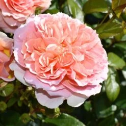 Rosa It's A Wonderful Life ('Dictwix') (PBR) 7 Rosa It's A Wonderful Life ('Dictwix') (PBR) -Herbalife Shop pl2000043181 card3 lg