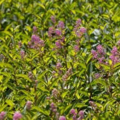 Ceanothus 'Marie-rose' -Herbalife Shop pl2000043206 card4 lg