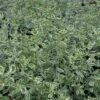 Prostanthera Ovalifolia 'Variegata' -Herbalife Shop pl2000043210