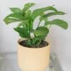 Monstera Pinnatipartita -Herbalife Shop pl2000043220
