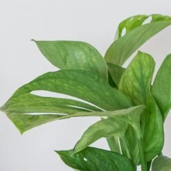 Monstera Pinnatipartita -Herbalife Shop pl2000043220 card2 lg