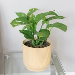 Monstera Pinnatipartita -Herbalife Shop pl2000043220 card3 lg