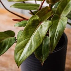 Philodendron 'Painted Lady' -Herbalife Shop pl2000043224 card2 lg