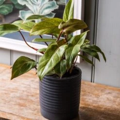 Philodendron 'Painted Lady' -Herbalife Shop pl2000043224 card3 lg