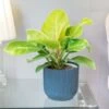 Philodendron 'Moonlight' -Herbalife Shop pl2000043226