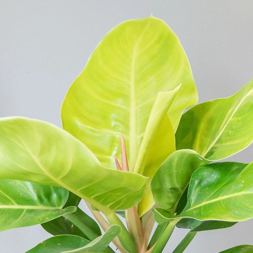 Philodendron 'Moonlight' 4 Philodendron 'Moonlight' - Image 2