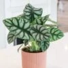 Alocasia 'Silver Dragon' 1 Alocasia 'Silver Dragon' -Herbalife Shop pl2000043236