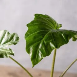 Alocasia 'Portodora' -Herbalife Shop pl2000043238 card3 lg