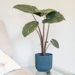 Alocasia Sarawakensis 'Yucatan Princess' -Herbalife Shop pl2000043239 card3 lg