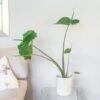 Alocasia 'Stingray' -Herbalife Shop pl2000043240