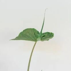 Alocasia 'Stingray' 6 Alocasia 'Stingray' -Herbalife Shop pl2000043240 card2 lg