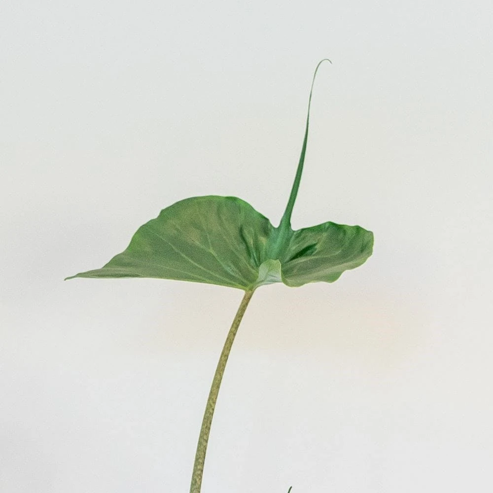 Alocasia 'Stingray' 4 Alocasia 'Stingray' - Image 2