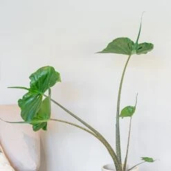 Alocasia 'Stingray' 7 Alocasia 'Stingray' -Herbalife Shop pl2000043240 card3 lg