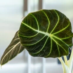 Alocasia 'Black Velvet' -Herbalife Shop pl2000043242 card2 lg