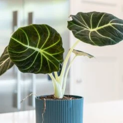 Alocasia 'Black Velvet' -Herbalife Shop pl2000043242 card3 lg