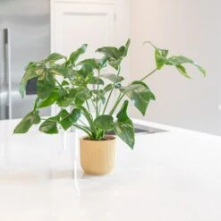 Philodendron 'Fun Bun' -Herbalife Shop pl2000043243 card3 lg