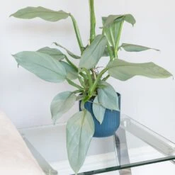 Philodendron 'Silver Queen' 7 Philodendron 'Silver Queen' -Herbalife Shop pl2000043244 card3 lg