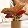 Aglaonema 'Star Orange' 2 Aglaonema 'Star Orange' -Herbalife Shop pl2000043247