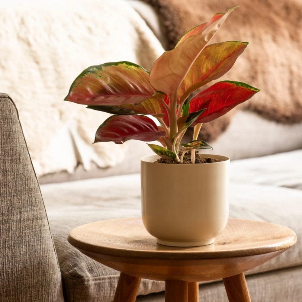 Aglaonema 'Star Orange' 5 Aglaonema 'Star Orange' - Image 3