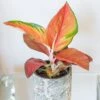 Aglaonema 'Red Star' 2 Aglaonema 'Red Star' -Herbalife Shop pl2000043248