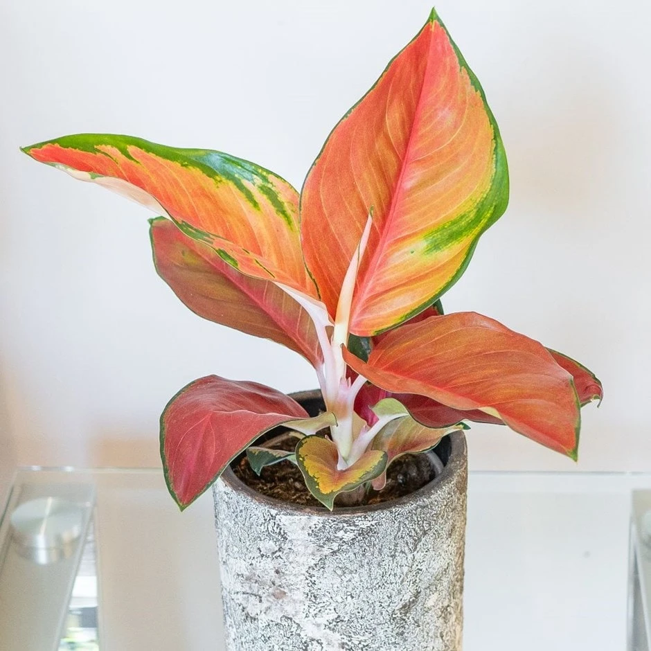 Aglaonema 'Red Star' 3 Aglaonema 'Red Star'