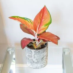 Aglaonema 'Red Star' 7 Aglaonema 'Red Star' -Herbalife Shop pl2000043248 card3 lg