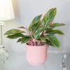 Aglaonema 'Star Light Pink' -Herbalife Shop pl2000043249