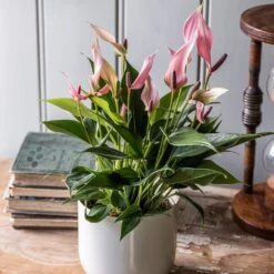 Anthurium 'Champion Lilli' 6 Anthurium 'Champion Lilli' -Herbalife Shop pl2000043251 card2 lg