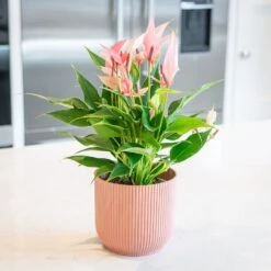 Anthurium 'Champion Lilli' 7 Anthurium 'Champion Lilli' -Herbalife Shop pl2000043251 card3 lg