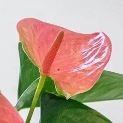 Anthurium Cherry Love Improved ('Ryn2007042') (PBR) -Herbalife Shop pl2000043253 card3 lg