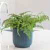 Asplenium 'Parvati' -Herbalife Shop pl2000043255