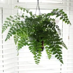 Asplenium 'Parvati' 8 Asplenium 'Parvati' -Herbalife Shop pl2000043255 card2 lg