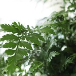 Asplenium 'Parvati' 10 Asplenium 'Parvati' -Herbalife Shop pl2000043255 card4 lg