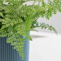 Asplenium 'Parvati' 11 Asplenium 'Parvati' -Herbalife Shop pl2000043255 card5 lg