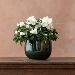 Azalea Flandresse 'White' -Herbalife Shop pl2000043256 card3 lg