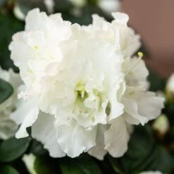 Azalea Flandresse 'White' -Herbalife Shop pl2000043256 card5 lg