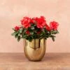 Azalea Flandresse 'Red' -Herbalife Shop pl2000043257