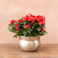 Azalea Flandresse 'Red' -Herbalife Shop pl2000043257 card3 lg