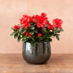 Azalea Flandresse 'Red' -Herbalife Shop pl2000043257 card4 lg