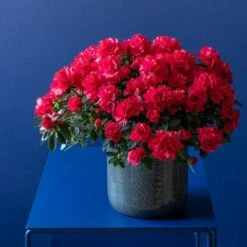 Azalea Flandresse 'Red' -Herbalife Shop pl2000043257 card6 lg