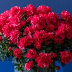 Azalea Flandresse 'Red' -Herbalife Shop pl2000043257 card7 lg