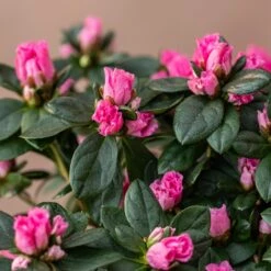 Azalea Flandresse 'Pink' -Herbalife Shop pl2000043258 card3 lg