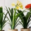 Clivia Miniata Var. Citrina -Herbalife Shop pl2000043261